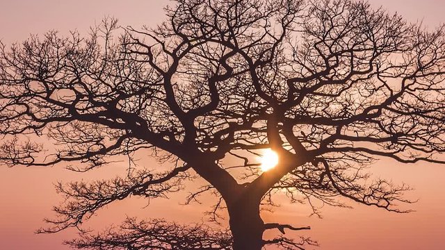 Tracked sun video ant the oak tree