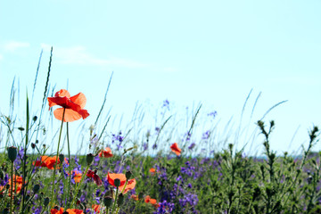 Obraz premium Colorful flowers outdoor. Red poppy flower meadow. Beautiful nature background.