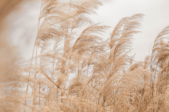 Pampas grass outdoor in light pastel colors. Dry reeds boho style 