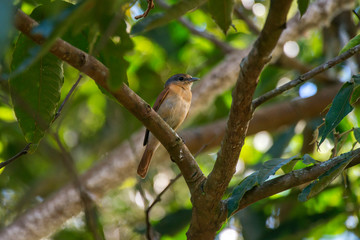 Chestnut crowned Becard photographed in Santa Maria de Jetiba, Espirito Santo. Southeast of Brazil. Atlantic Forest Biome. Picture made in 2016.