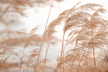 Pampas grass outdoor in light pastel colors. Dry reeds boho style  - obrazy, fototapety, plakaty