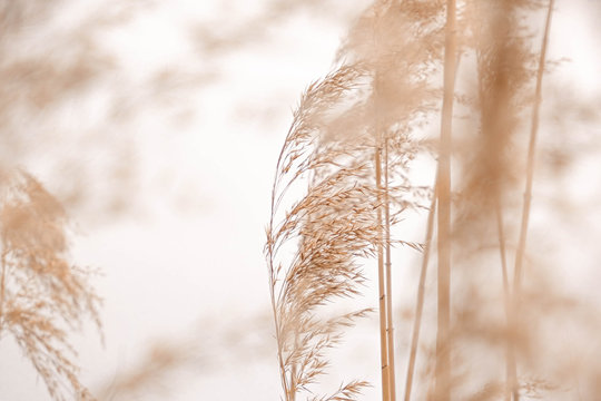 photo Aesthetic Pastel Color Pampas Grass Wallpaper https stock adobe com de images pampas grass outdoor in light pastel colors dry reeds boho style 323801242 start checkout 1 content id 323801242