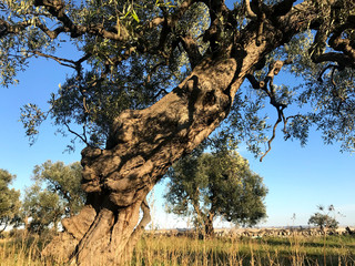 Secular olive trees in Puglia