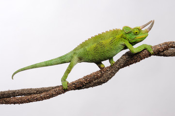 Jackson's chameleon / Dreihornchamäleon (Trioceros jacksonii) © bennytrapp