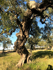 Secular olive trees in Puglia