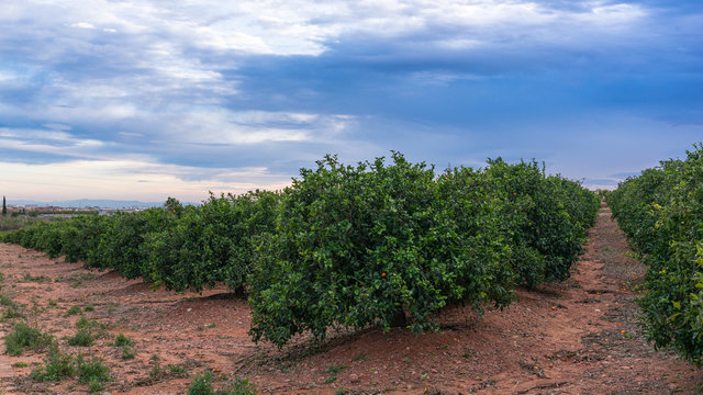 Orange Field With Dark Clouds