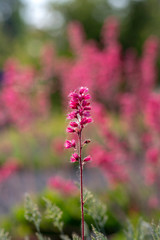 Heuchera sanguinea beautiful ornamental spring flowering plant, bright red flower in bloom