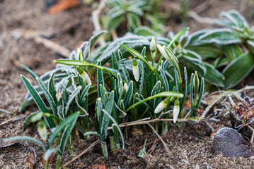 snowdrops in the winter garden