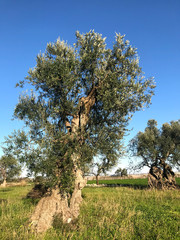 Secular olive trees in Puglia