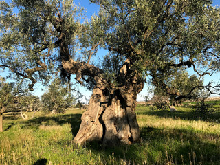 Secular olive trees in Puglia