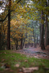 Obraz premium moss-covered stones and diverse vegetation in the foreground..