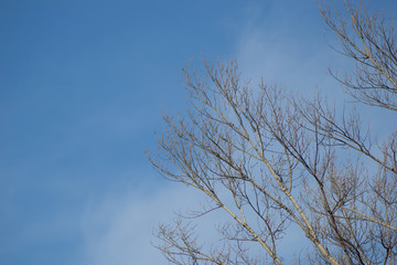 Large canopy of poplar trees in the winter sun. 