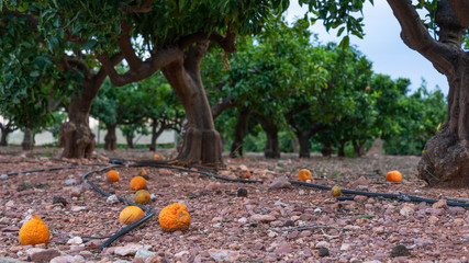 counter chopped perspective orange on the ground