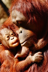 オランウータンの親子