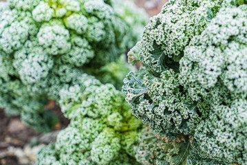 frosted kale cabbage in the garden