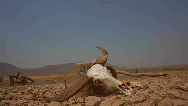 Skull animals on cracked ground in nature, hills or mountain and lake background, dead and hot climate nature, drought cattle on broken surface mud ground, global warming environment high heat summer