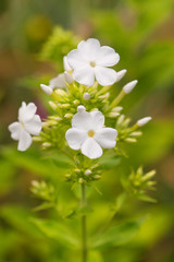 Blooming white Phlox