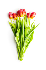 Spring flower tulip