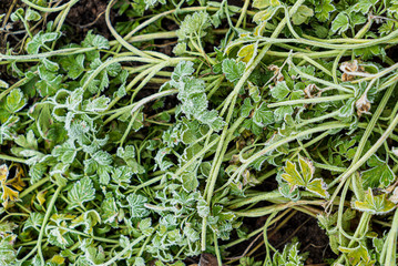 parsley in the winter garden