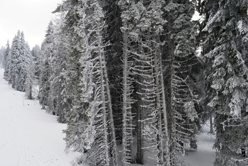 mountain landscape in winter on snow