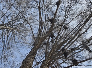  many pigeons sit on tree branches