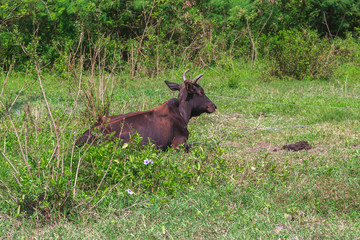 Cow on pasture farm during summer. Cow in field at sunny time. Cow on pasture.