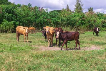 Herd of cows on pasture farm during summer. Cows in field at sunny time. Cows on pasture.