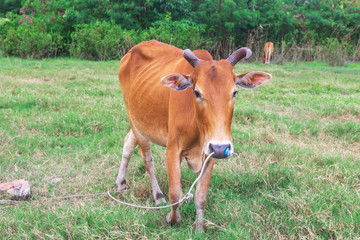 Fototapeta premium Cow on pasture farm during summer. Cow in field at sunny time. Cow on pasture.