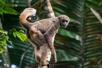 Northern muriqui photographed in Santa Maria de Jetiba, Espirito Santo. Southeast of Brazil. Atlantic Forest Biome. Picture made in 2016.