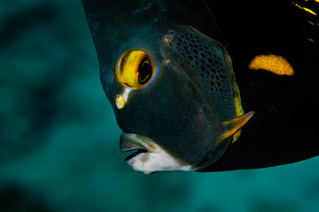 French Angelfish
