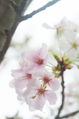 Cherry Blossoms, Sakura Blooming in Japan