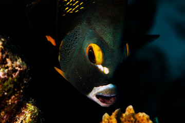 French Angelfish