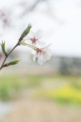 Cherry Blossoms, Sakura Blooming in Japan