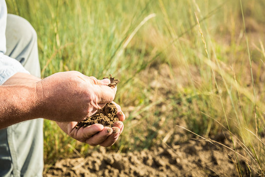 Close-up of farmer's hands in field of grass, inspecting crops and soil. Bridger, Montana, USA