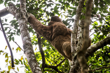 Maned sloth photographed in Santa Maria de Jetiba, Espirito Santo. Southeast of Brazil. Atlantic Forest Biome. Picture made in 2016.