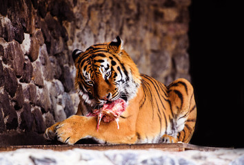 Beautiful Amur tiger eating piece of meat. Dangerous wild animal