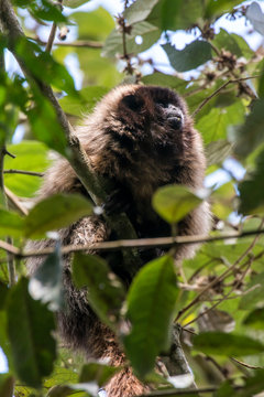 Masked titi monkey photographed  in Santa Maria de Jetiba, Espirito Santo. Southeast of Brazil. Atlantic Forest Biome. Picture made in 2016.