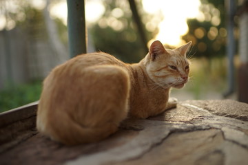 Fototapeta na wymiar Ginger cat relaxed in the summer yard. Relaxing pet portrait on the stone floor.
