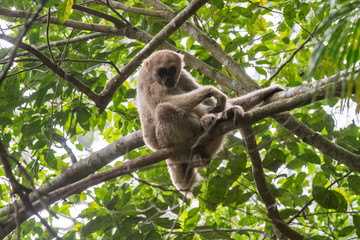 Northern muriqui photographed in Santa Maria de Jetiba, Espirito Santo. Southeast of Brazil. Atlantic Forest Biome. Picture made in 2016.