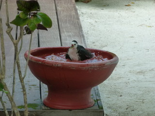 Vogel beim Badespaß