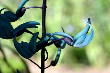 Closeup of jade vine in bloom