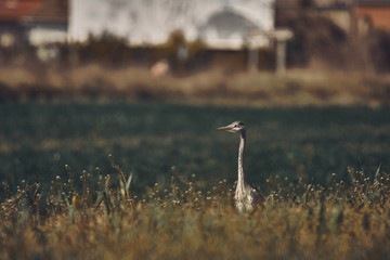  garza real campo verde