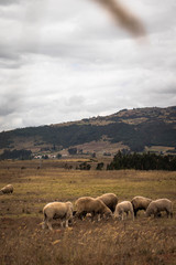 Herd of black and white sheep at the mountains, in a grey sky