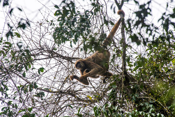Northern muriqui photographed in Santa Maria de Jetiba, Espirito Santo. Southeast of Brazil. Atlantic Forest Biome. Picture made in 2016.