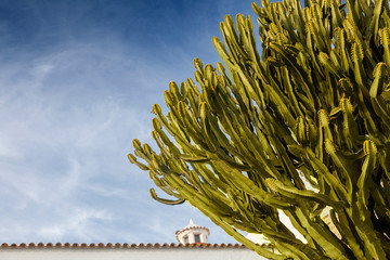 Cactus and blue sky background, topical Mediterranean background in Ibiza