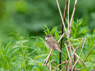 Blyth's reed warbler (Acrocephalus dumetorum) is a warbler of the family Acrocephalidae.