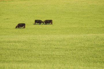 Steers grazing on the Pampas plain, Argentina
