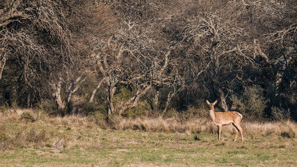 Naklejka premium Male Red deer in La Pampa, Argentina, Parque Luro Nature Reserve