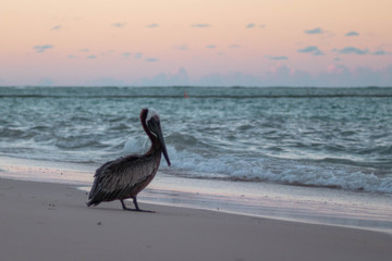Pelican at the caribbean sea 