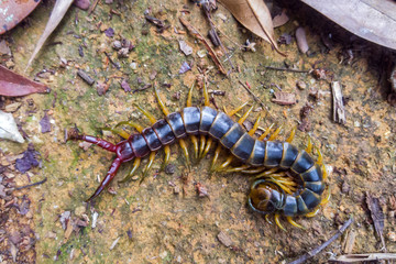 Scolopendra photographed in Santa Maria de Jetiba, Espirito Santo. Southeast of Brazil. Atlantic Forest Biome. Picture made in 2016.